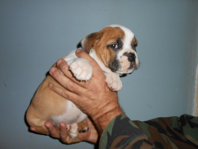 English Bulldog puppy for sale + 59879