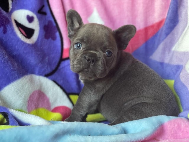 Blue French Bulldog