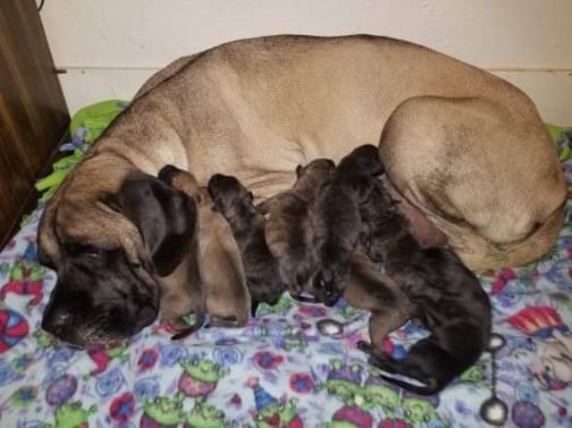 English Mastiff Puppies