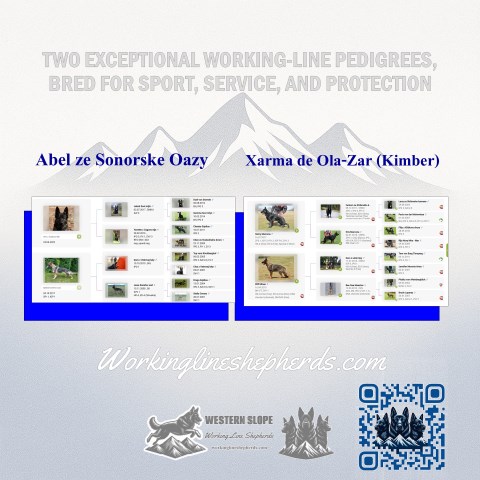 German Shepherd Dog puppy for sale + 66850