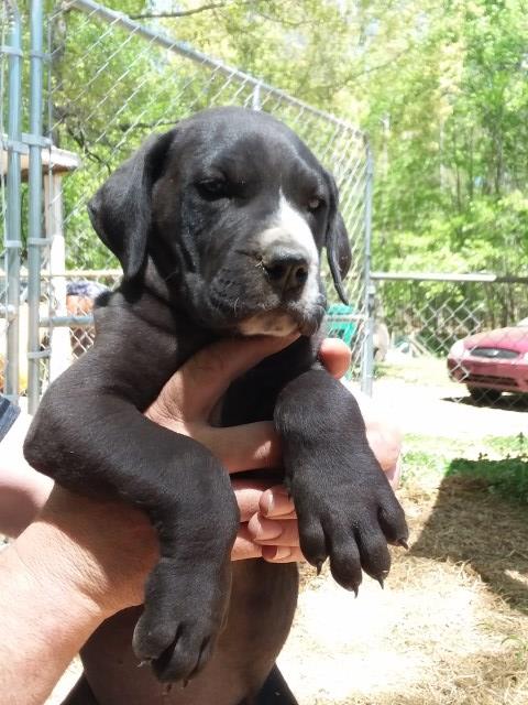 Great Dane Puppies For Sale!