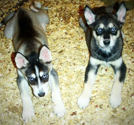 Blue Eyed Wolfdog Male Puppies