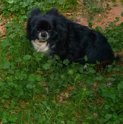 Chihuahua puppy for sale + 66918