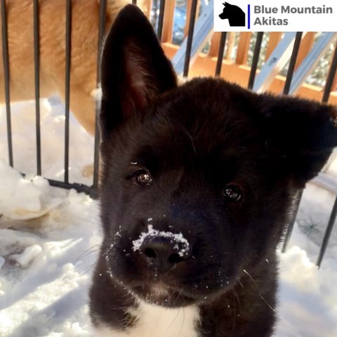 Purebred American Akita Male