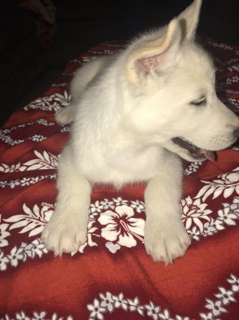 Siberian Husky puppy for sale + 49481