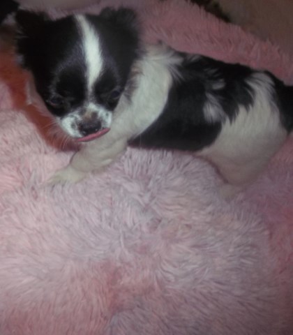 Full AKC Long Coat Chihuahua Female