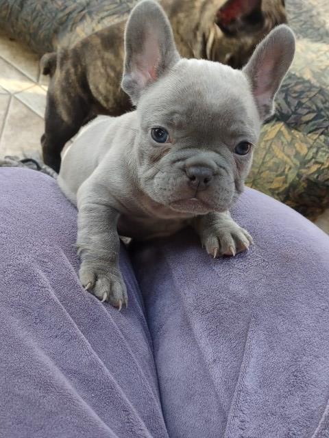French Bulldog puppy for sale + 66885