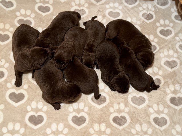 AKC Labrador Retriever Chocolate Puppies