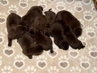AKC Labrador Retriever Chocolate Puppies Labrador Retriever for sale/adoption
