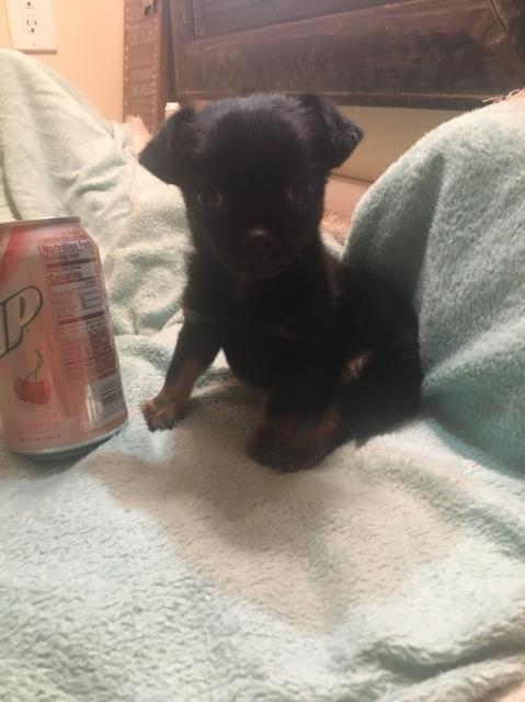 Micro Ckc Registered Shorkie Tzu