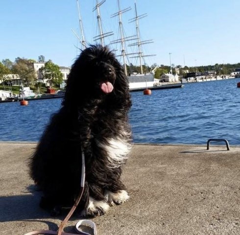 Portuguese Water Dog puppy dog for sale in Franklin, Tennessee