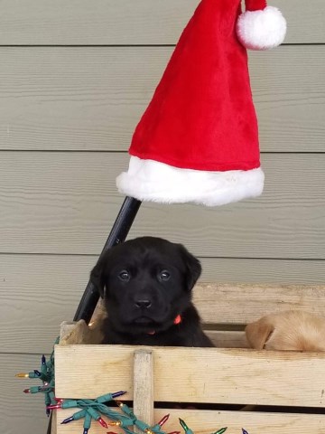 Labrador Retriever puppy for sale + 59644