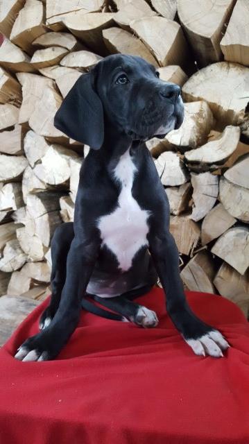 AKC REGISTERED GREAT DANE PUPPIES TO GOOD HOMES!