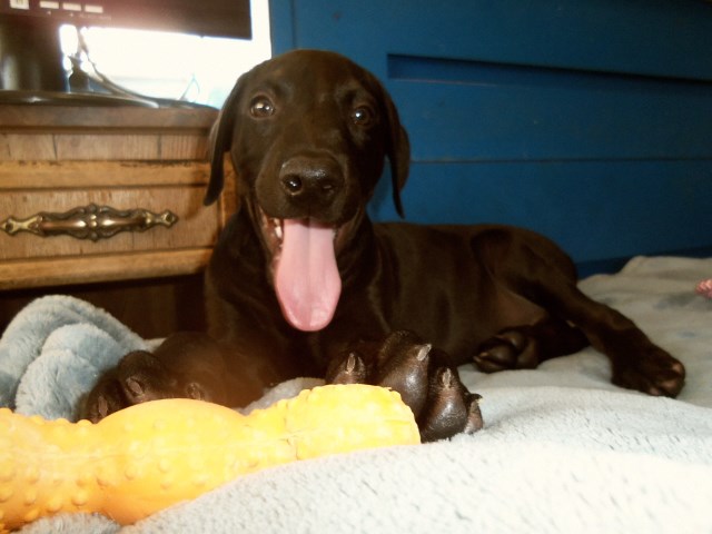 Dobermans essay 07 picture