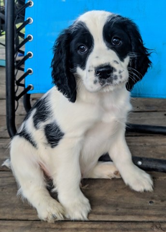 English Springer Spaniel puppy for sale + 55045