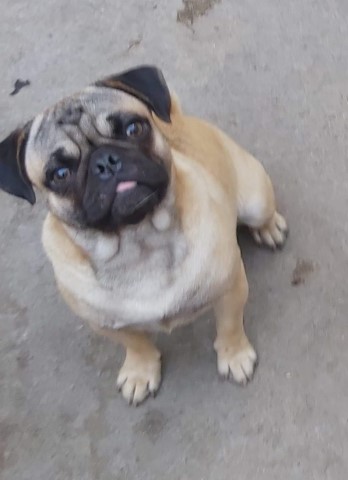 Pug puppy for sale + 64403