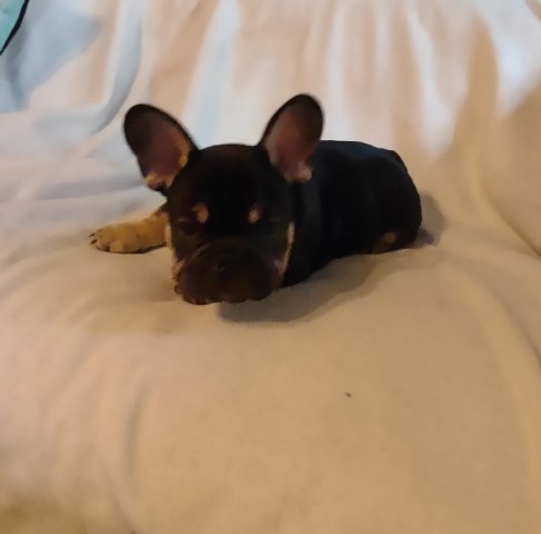 French Bulldog puppy for sale + 66566