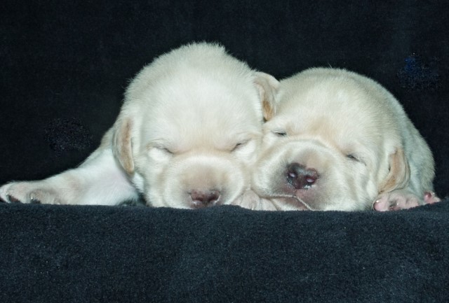 CHOCOLATE, FOX RED, CREAM, SIVER, CHARCOAL, BLACK LABRADORS READY DEC-JAN