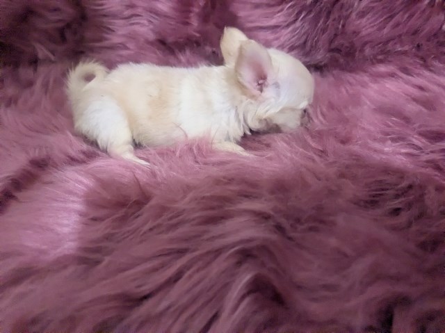 Chihuahua puppy for sale + 67262