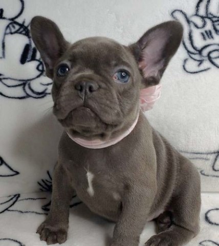 AKC French bulldog puppies