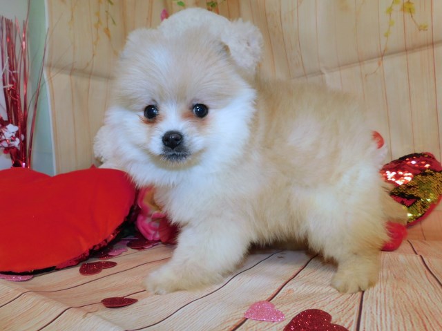 Pomeranian puppy for sale + 55467