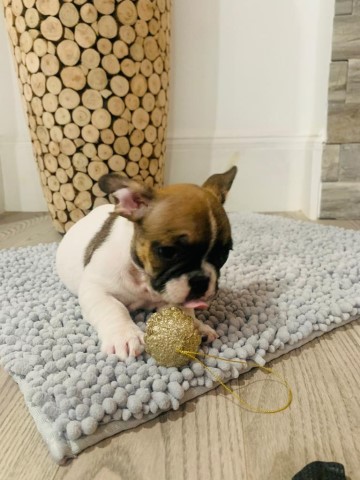 French Bulldog puppy for sale + 61183