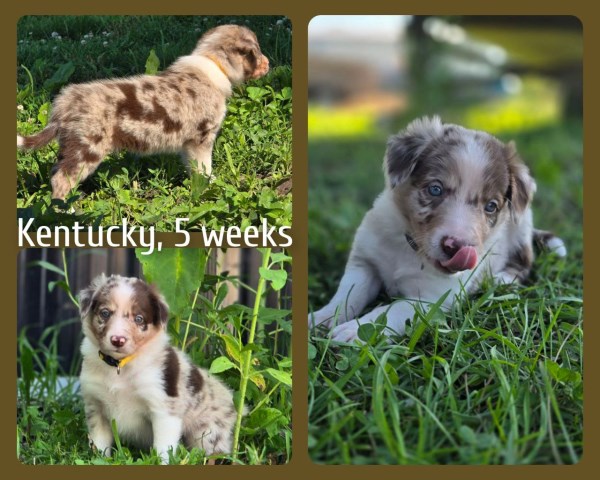 Border Collie puppy for sale + 66615