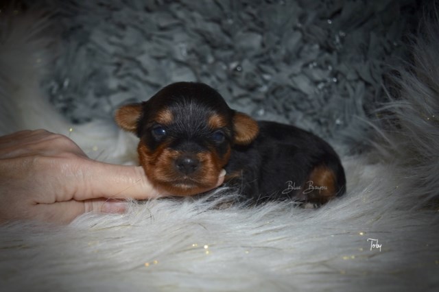 Yorkshire Terrier puppy for sale + 55183