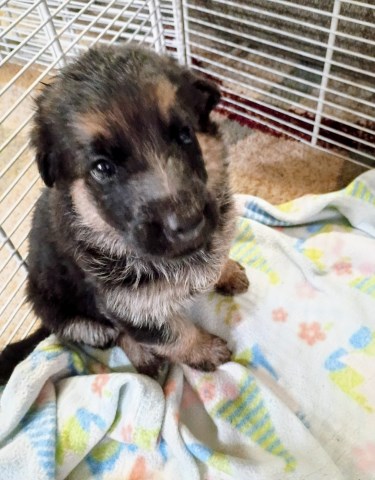 German Shepherd Puppies
