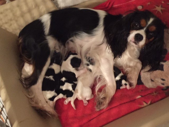 Cavalier King Charles Spaniel puppy for sale + 61423