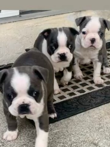 Three female beautiful Bosten Terrier