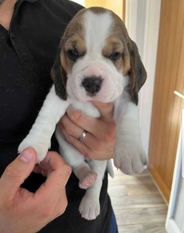 Beagle puppy for sale + 63821