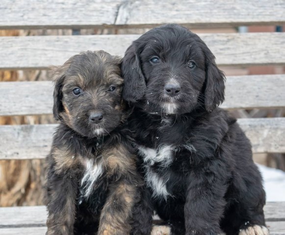 Stunning Bernedoodle Puppies!
