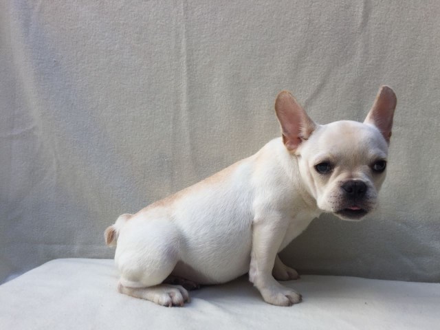 French Bulldog puppy for sale + 48117