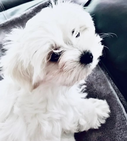 Maltese Puppy Girls (Three) For Sale