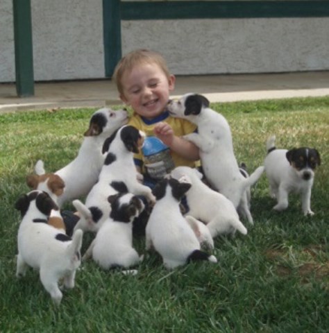 Top Quality Champion Sired Jack Russell Terrier Puppies For Show, Working & Family Pets