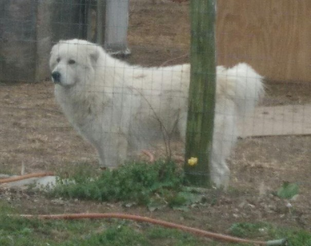 Great Pyrenees puppy for sale + 53892