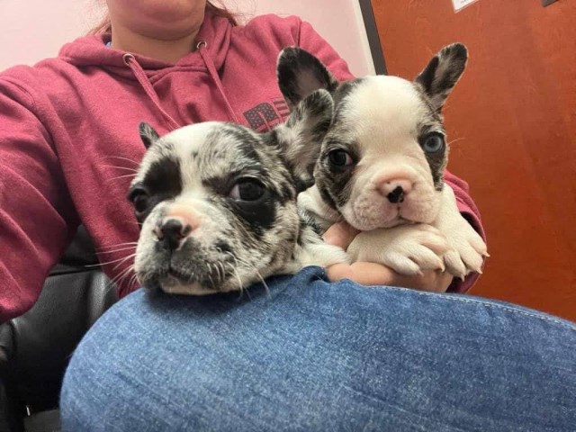 French Bulldog puppy for sale + 67008