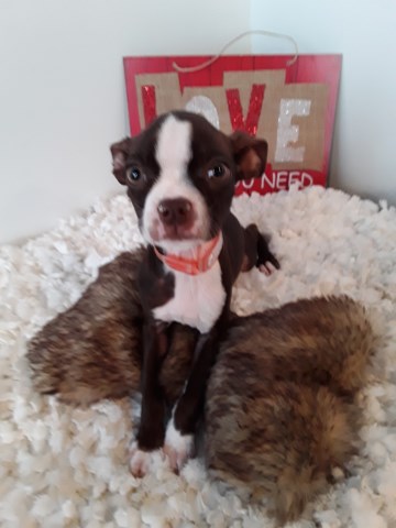 Boston Terrier puppy for sale + 55061