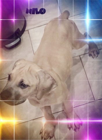 Cane Corso Puppy Dog For Sale In Charlotte North Carolina