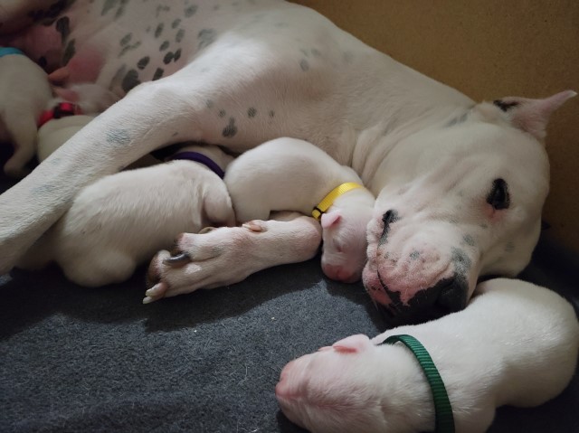 Dogo Argentino puppy for sale + 62661