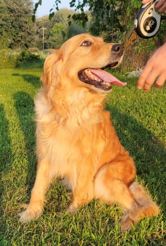 AKC Golden Retriever, 3 year old female. call 231 924 6339