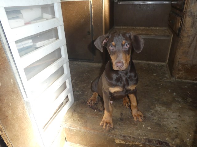 Doberman Pinscher puppy for sale + 54991