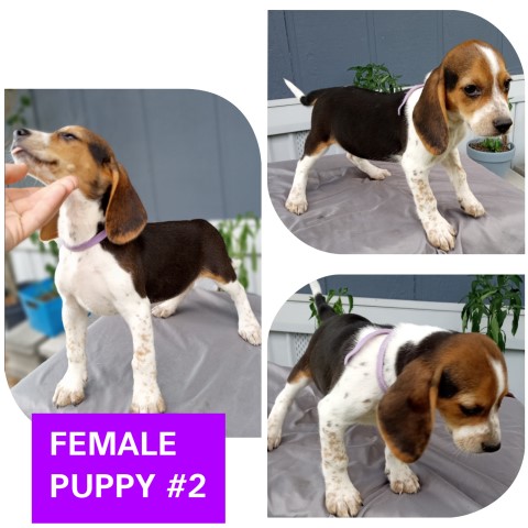 Beagle puppy for sale + 63524
