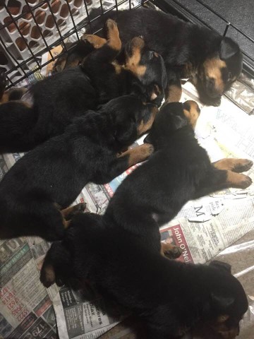 Rottweiler puppy for sale + 63649