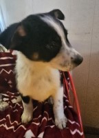 BILLYBOY Blackoak Aussie Australian Shepherd Dog for sale/adoption