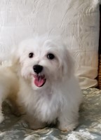 Maltese Little Girls Maltese for sale/adoption