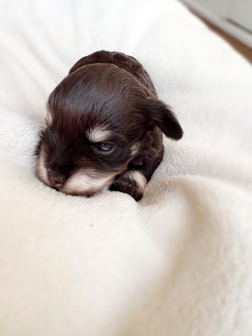 AKC Miniature Schnauzer Puppy for sale