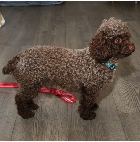 Poodle Toy puppy for sale + 62811