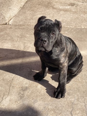 Cane Corso Puppy